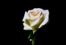 Skandal Guru Dan Murid Geger Di Jawa Tengah ilustrasi skandal guru dan murid