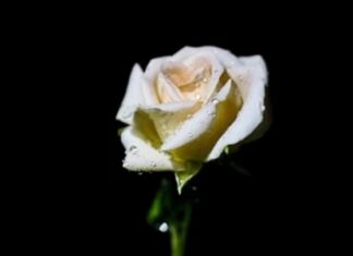 Skandal Guru Dan Murid Geger Di Jawa Tengah ilustrasi skandal guru dan murid