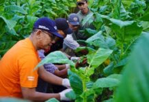 Tiga Tahun Terakhir, Produksi Tembakau Gunungkidul Merosot