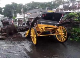 Hujan dan Angin Kencang di DIY, Sejumlah Pohon Tumbang, Bangunan Roboh