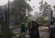 Puluhan Pohon Tumbang di Sleman, Berikut Data Kerusakan