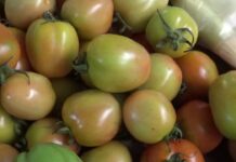 Luar Biasa, Harga Tomat Tembus Rp 18 Ribu