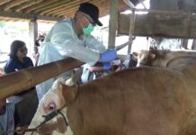 Puluhan Ribu Sapi di Indonesia Terpapar PMK, Pemerintah Siapkan 4 Juta Dosis Vaksin