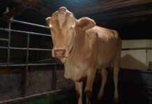 Maling Sapi Diringkus Polisi