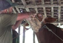 Belum Bayak yang Tahu, Ramaun Tradisional Penangkal Sapi Terkena PMK