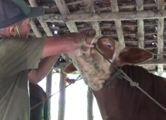 Belum Bayak yang Tahu, Ramaun Tradisional Penangkal Sapi Terkena PMK