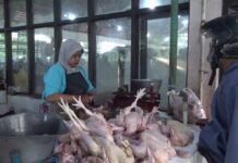 Jelang Puasa, Harga DagiAyam Alami Kenaikan
