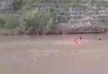 Terpojok dari Kejaran, Seorang Pencuri Nekat Menceburkan Diri ke Sungai