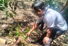 5 Pohon Sonokeling Dicuri, Kerugian Capai Rp 25 Juta