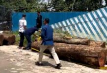 Lima Orang Resmi jadi Tersangka Kasus Pembalakan Liar
