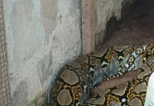 Ular Piton Sepanjang Empat Meter Masuk ke Pemukiman Warga