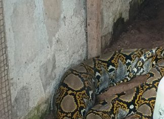 Ular Piton Sepanjang Empat Meter Masuk ke Pemukiman Warga