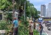 Belasan Ribu Pohon Rawan Tumbang Dipangkas