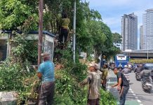 Belasan Ribu Pohon Rawan Tumbang Dipangkas