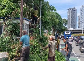 Belasan Ribu Pohon Rawan Tumbang Dipangkas
