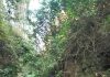 Kakek Pencari Rumput Hilang di Hutan Lereng Merapi