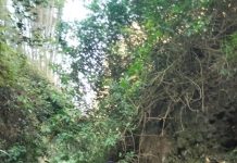 Kakek Pencari Rumput Hilang di Hutan Lereng Merapi