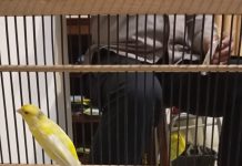Pencuri Burung Kenari Diciduk Polisi