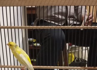 Pencuri Burung Kenari Diciduk Polisi
