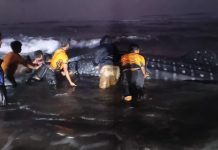 Breaking News: Hiu Tutul Sepanjang 6 Meter Terdampar di Pantai Parangkusumo