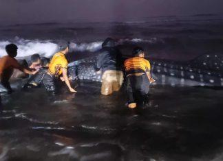 Breaking News: Hiu Tutul Sepanjang 6 Meter Terdampar di Pantai Parangkusumo